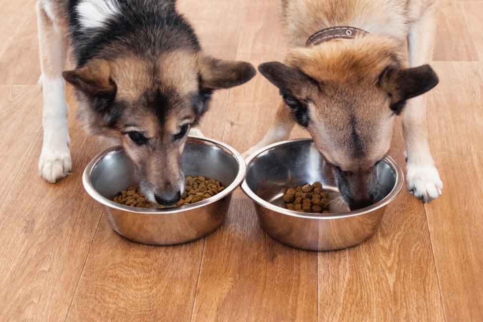 two dogs having their food from bowls