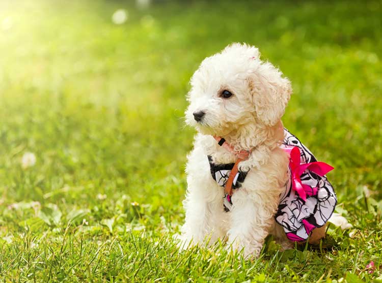 puppy wearing a cute outfit resting on the grass