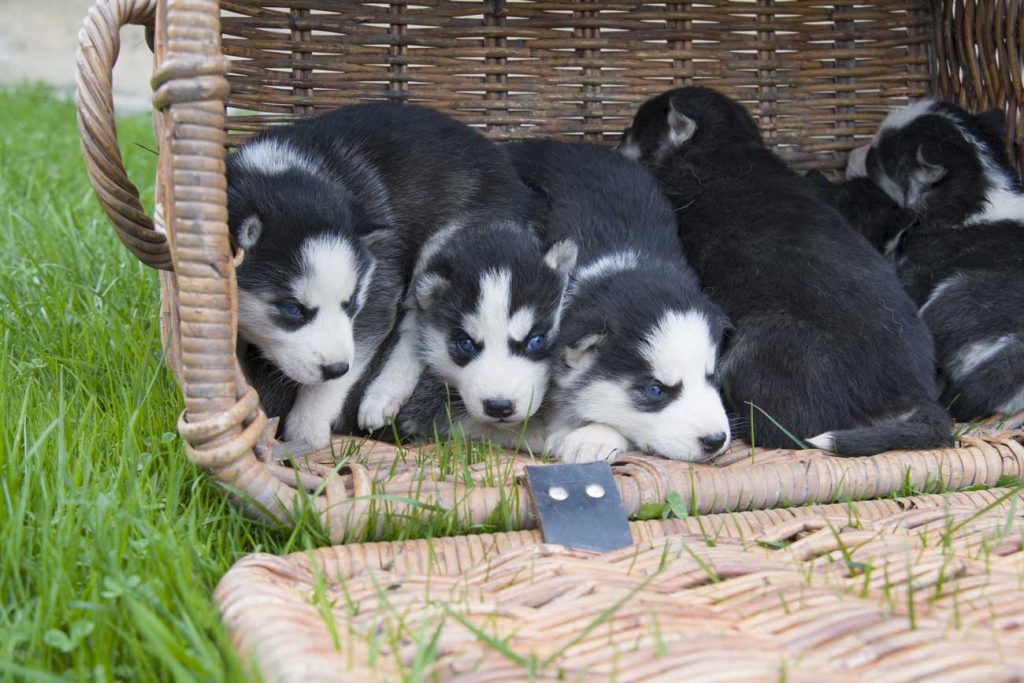 siberian husky puppies together in a basket