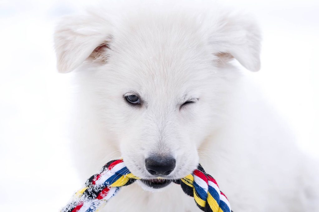 winking swiss shepherd dog