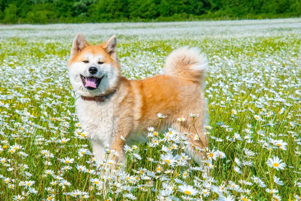 an Akita in a field