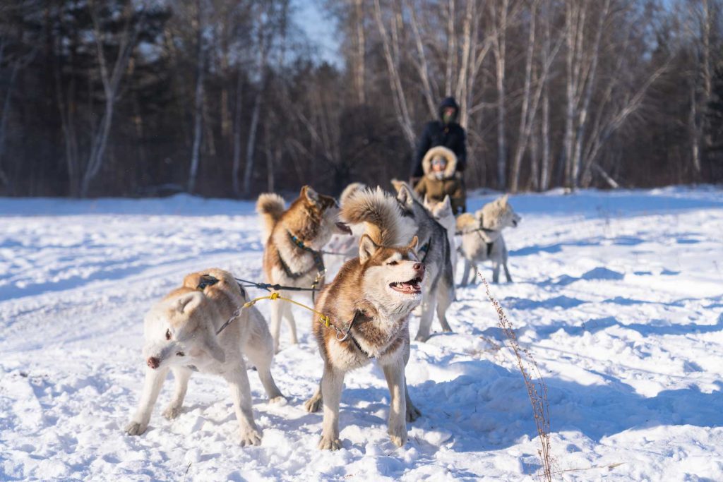 group of active huskies