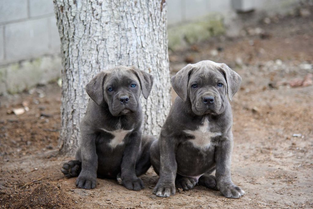 two puppies of cane corso