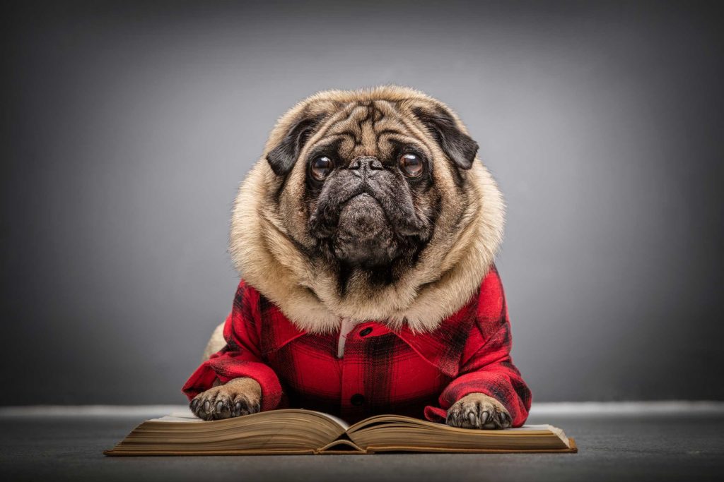 Fluffy pug laying on an old book