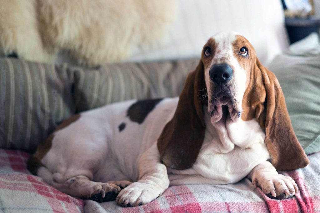a basset hound sitting on a sofa