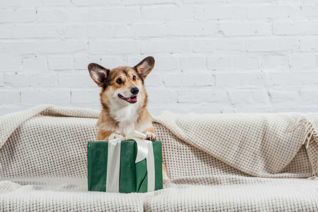 a pembroke welsh corgi holding a green present box