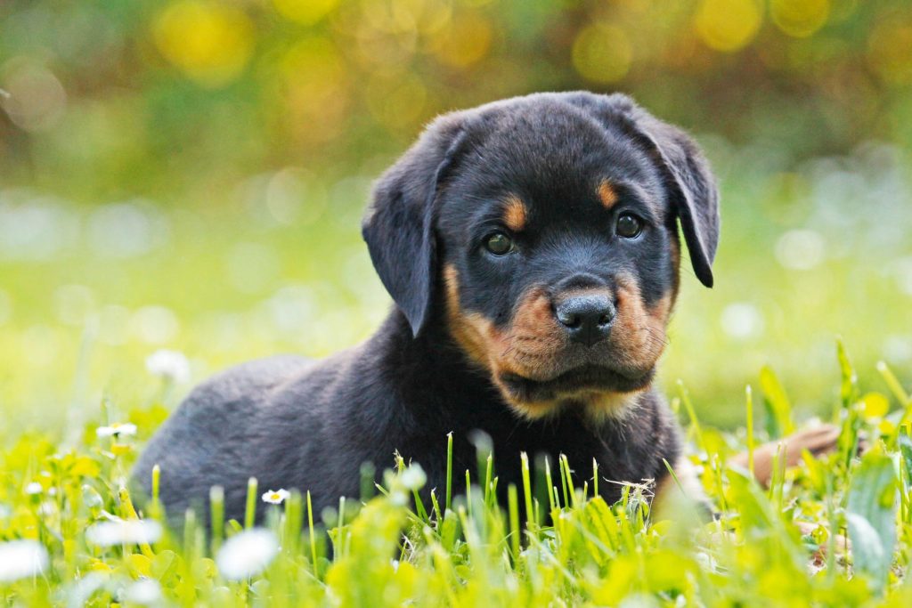 A Rottweiler puppy lying in the grass