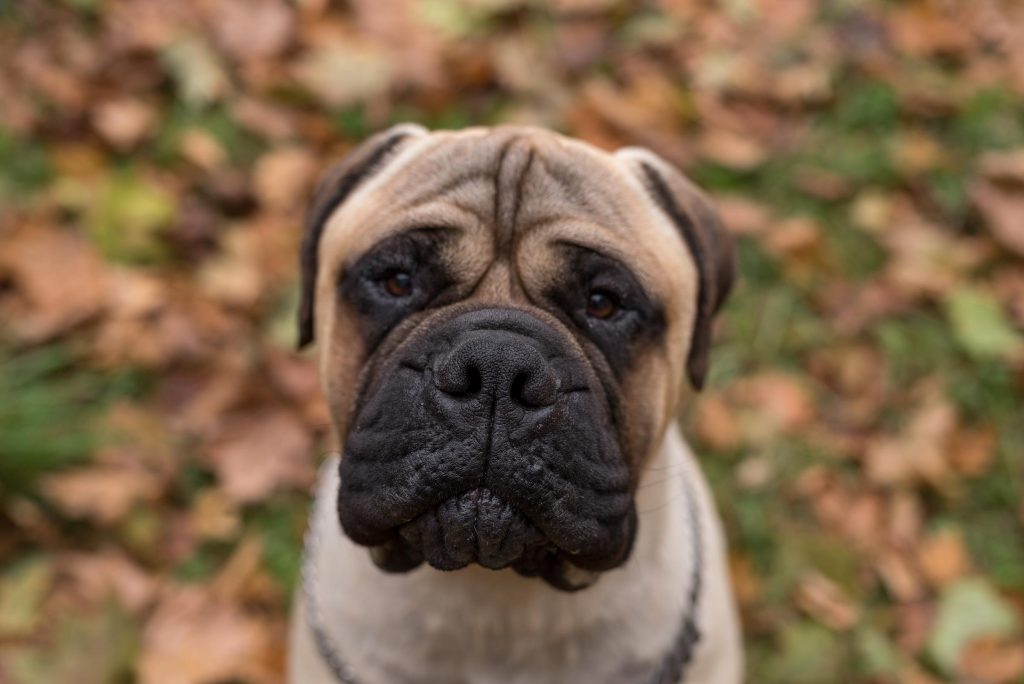 portrait of a Bullmastiff