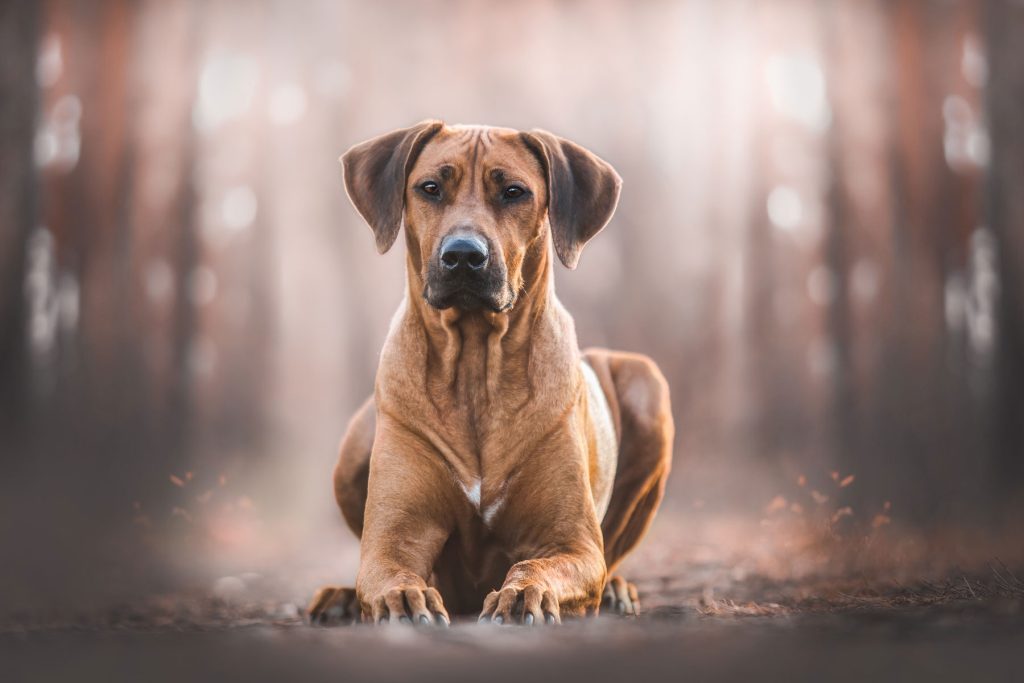 portrait of a Rhodesian Ridgeback