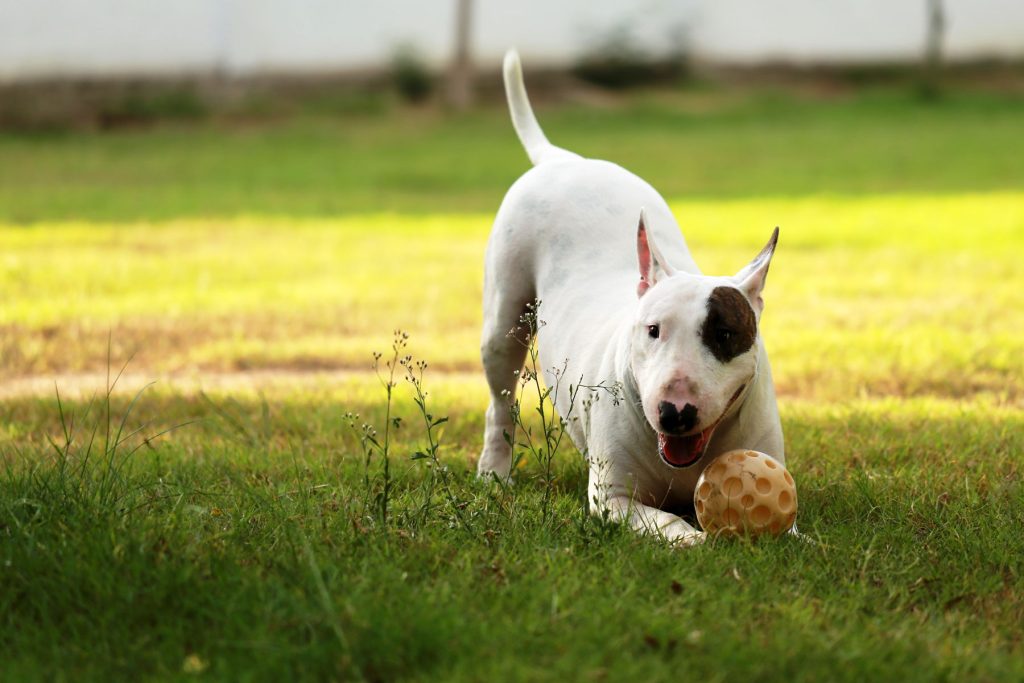 Bull Terrier playing with a ball