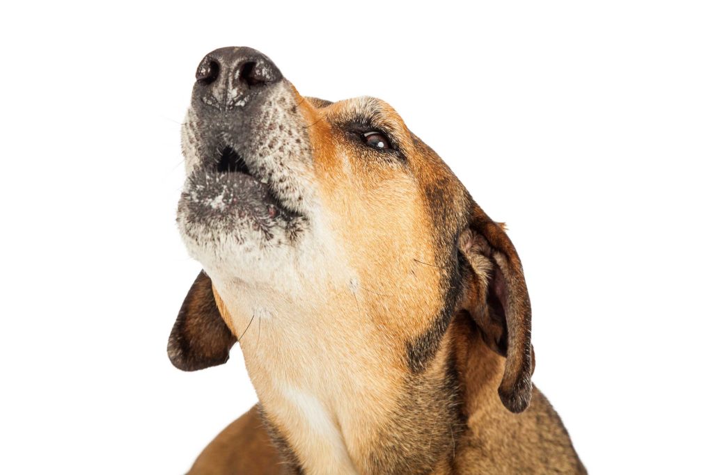 Headshot of a howling dog on a white background