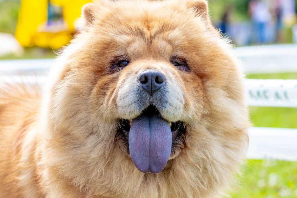 Close-up portrait of a Chow Chow dog