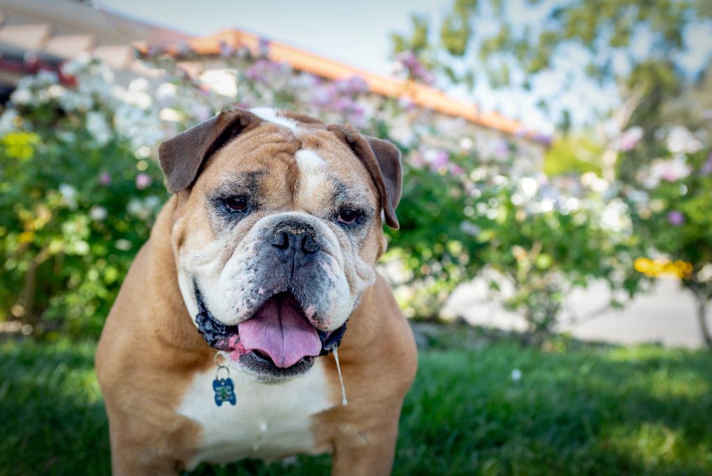 Close-up portrait of a drooling bulldog outside