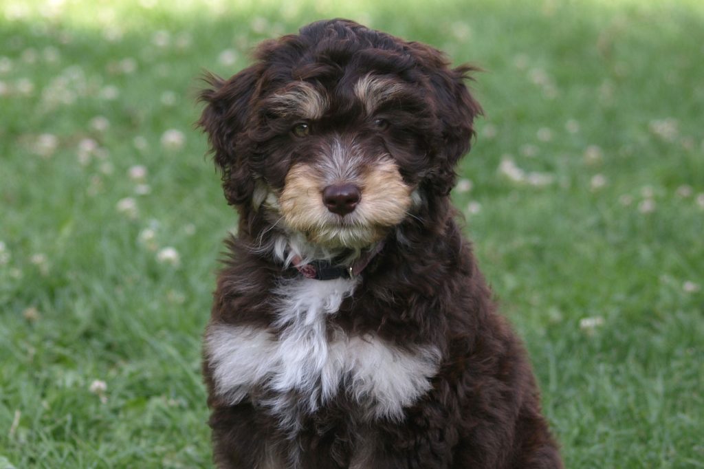 An Aussiedoodle puppy sitting on grass