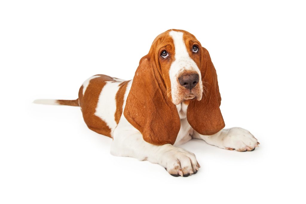 A Basset Hound laying on white floor