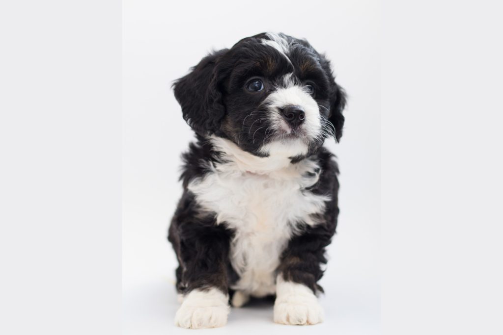 A Bernedoodle puppy on a white background