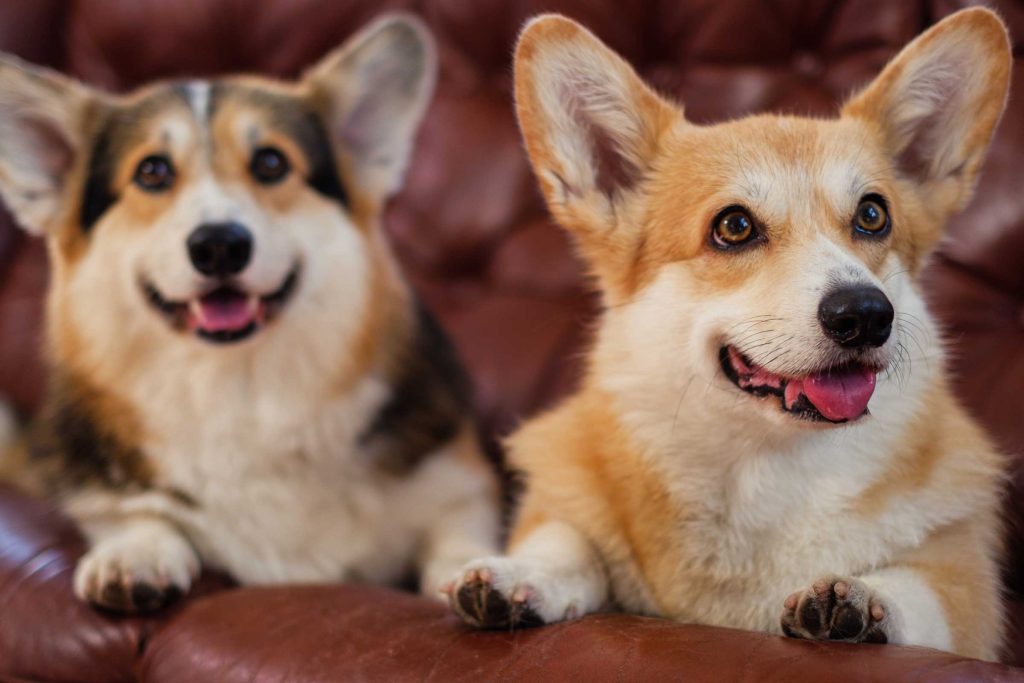 Two cute Corgis on a couch