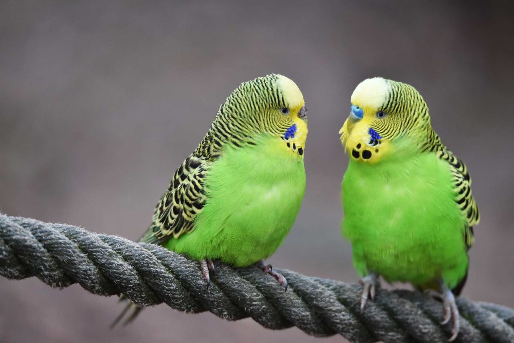 Two Budgerigar Parakeets sitting on a rope