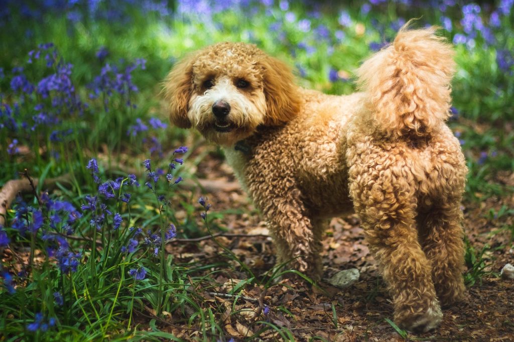 A Cavapoo with Bluebell flowers in the background