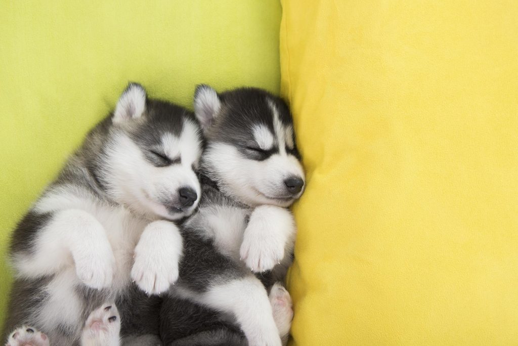 two Husky puppies sleeping side by side in a bed