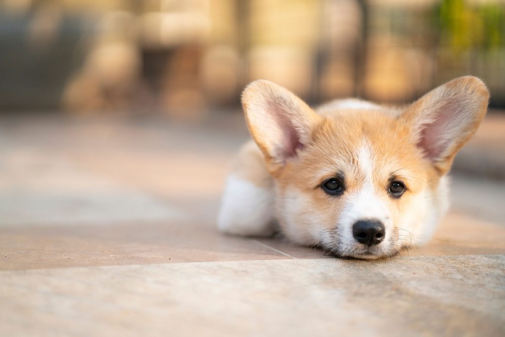 A Corgi dog with ears stood up