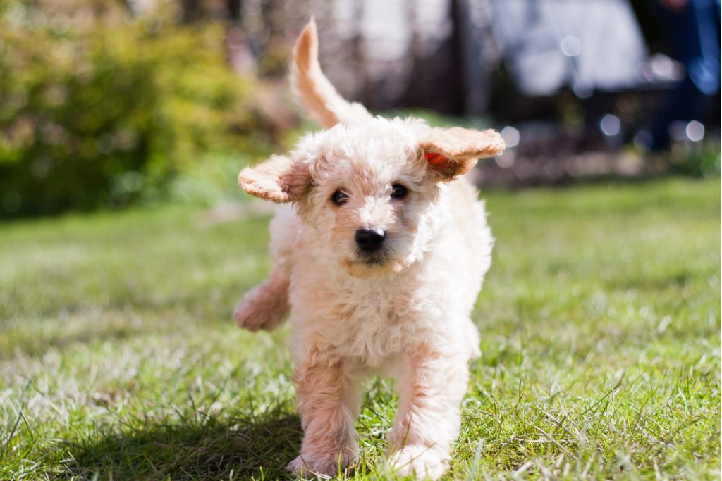 A Labradoodle puppy running on a grass field